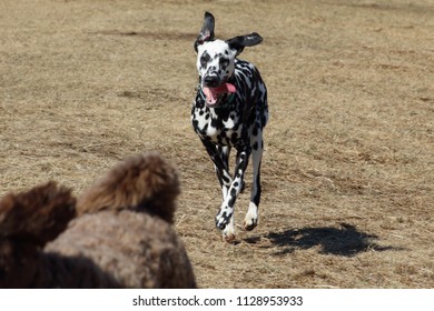 Dalmation Running In A Park