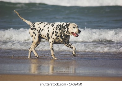 Dalmation Walking Along The Beach