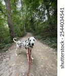 Dalmation walking through the beautiful park at Haverford College