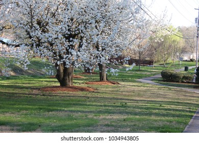 Dalton, GA USA 2/25/2018. Spring Day At Lockwood Park