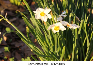 Dalton, GA USA 2/26/2018. Beautiful White Flowers