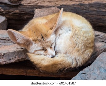 Dalton-in Furness, Cumbria, UK. April 2015. Artic Fox At The South Lakes Safari Park, Dalton-in-furness, Cumbria, UK