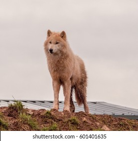 Dalton-in Furness, Cumbria, UK. April 2015. Artic Fox At The South Lakes Safari Park, Dalton-in-furness, Cumbria, UK