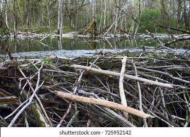 Dam built of nibbled branches and silt, apparently mirror of water head, hydraulic structure. Beaver observes hydro balance