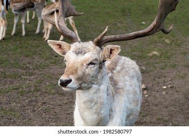 111 Tufted Deer Images, Stock Photos & Vectors 