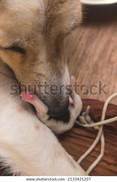 Girl Licking Dog Ass