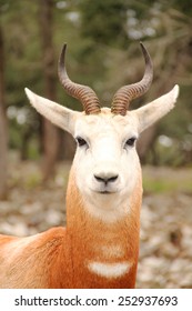 Dama Gazelle Portrait