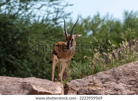 dama gazelle stading on big rock stone