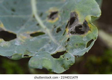 damage to cabbage leaves due to pest attack - Shutterstock ID 2194011479