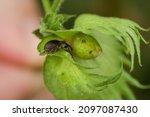 Damage caused by the cotton boll weevil promotes reduced production and feather quality. Therefore, high infestations in crops cause plants with few bolls along the canopy and few viable apples. The p