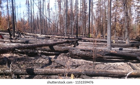 Damage Caused By The Dog Creek, BC Wildfire.