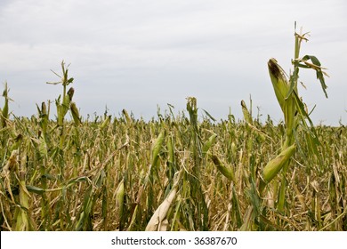 Damage To Corn Crop