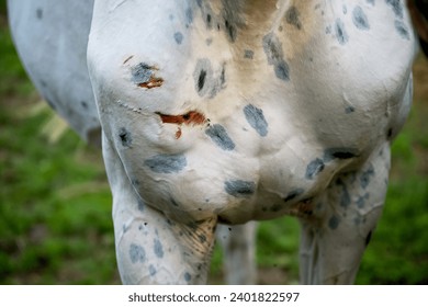 damage to the horse's skin as a result of trying to break the fence - Powered by Shutterstock