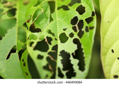 53,314 Insect damage Images, Stock Photos & Vectors | Shutterstock