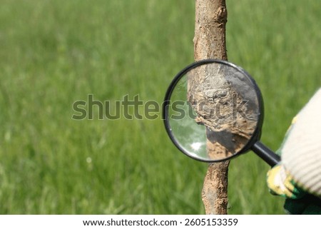 Damage on the trunk of an apple tree sapling under a magnifying glass. A gardener inspects a garden