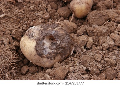 Damage Potato Tuber From Pest, Plant Disease