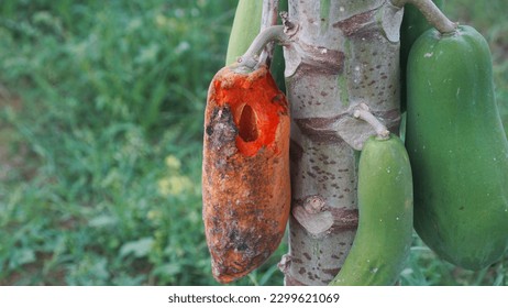 Damage ripe papaya is caused by fungi or anthracnose in the papaya tree. Damage ripe papaya caused squirrel  - Shutterstock ID 2299621069