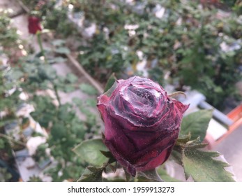 Damage To A Rose By A Spider Mite