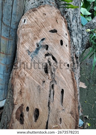 Damage symptoms on tree trunk caused by stem borer attack. The larvae bore into the trunk, tunneling and feed on xylem and phloem 