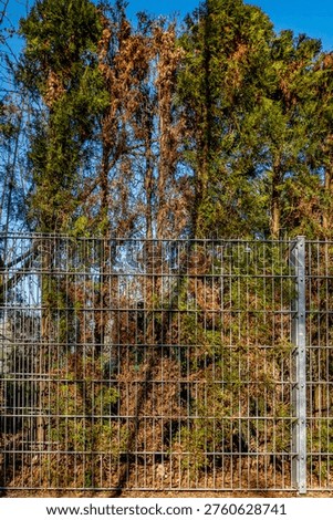 Damage to a thuja hedge
