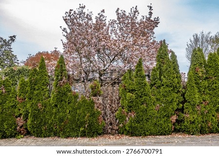 Damage to a thuja hedge in spring
