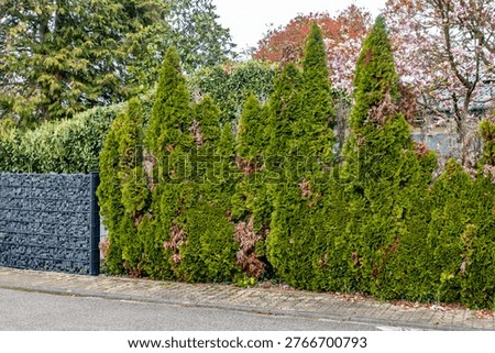 Damage to a thuja hedge in spring
