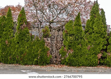 Damage to a thuja hedge in spring
