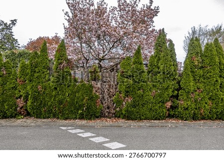 Damage to a thuja hedge in spring
