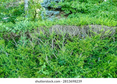 Damage to a Thuja hedge in summer