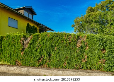 Damage to a Thuja hedge in summer