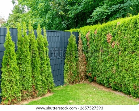 Damage to a thuja hedge in summer