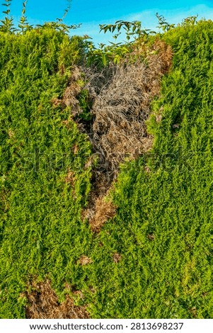 Damage to a Thuja hedge in summer