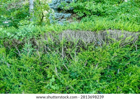 Damage to a Thuja hedge in summer