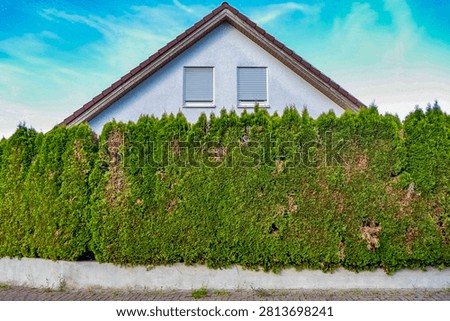Damage to a Thuja hedge in summer