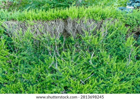 Damage to a Thuja hedge in summer