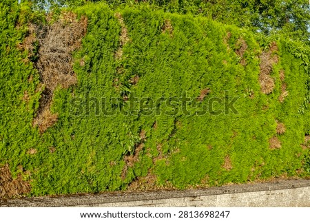 Damage to a Thuja hedge in summer