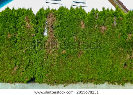 Damage to a Thuja hedge in summer