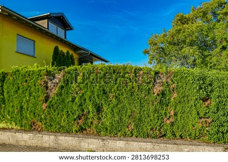 Damage to a Thuja hedge in summer