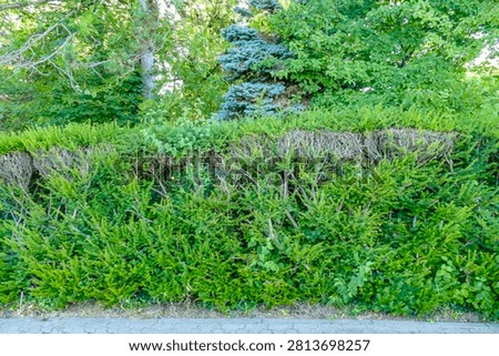 Damage to a Thuja hedge in summer