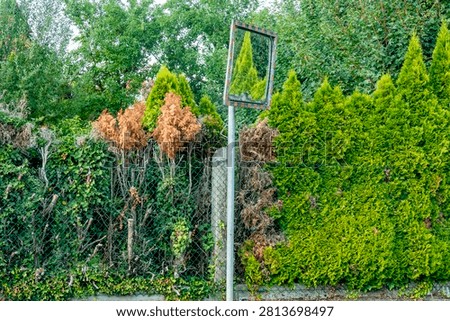 Damage to a Thuja hedge in summer