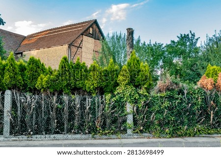 Damage to a Thuja hedge in summer