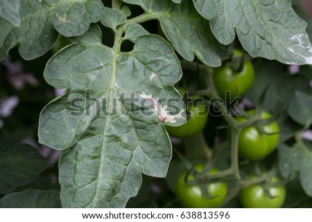 Damage to tomato leaf by absolute tuta