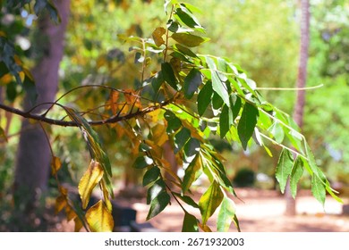Damage to trees due to intense sunlight. Adverse effects on the environment due to human destruction of trees. Before a disaster, the unpleasant environmental conditions. bad nature of summer season