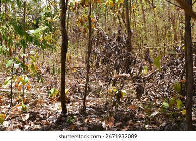 Damage to trees due to intense sunlight. Adverse effects on the environment due to human destruction of trees. Before a disaster, the unpleasant environmental conditions. bad nature of summer season