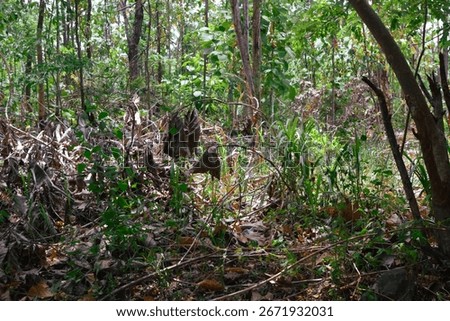 Damage to trees due to intense sunlight. Adverse effects on the environment due to human destruction of trees. Before a disaster, the unpleasant environmental conditions. bad nature of summer season