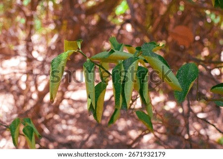 Damage to trees due to intense sunlight. Adverse effects on the environment due to human destruction of trees. Before a disaster, the unpleasant environmental conditions. bad nature of summer season