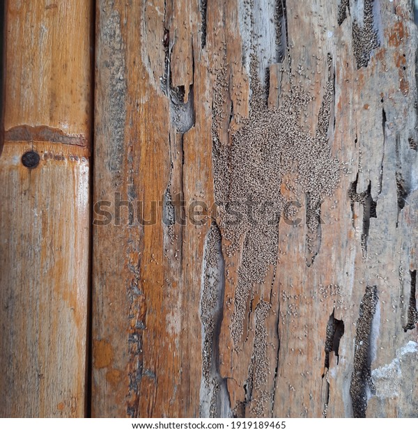 Damage wood eaten\
by termites , brown\
colour