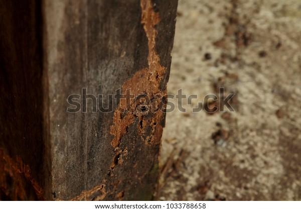 Damage wood surface by termite with space for\
write wording,  waste of money to repair or renovate the house and\
cause of infection\
disease