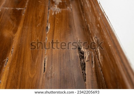 Damage of wooden floor inside buildings or wooden structures in the house,decay in wood after drywood termites infest and feed on wood,problem of termite infestation in home