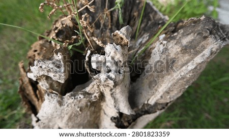 damaged, broken, and destroyed trees attacked by insects